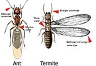 Consumer Termite Control Inc.
