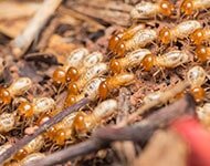 FREE TERMITE INSPECTIONS!